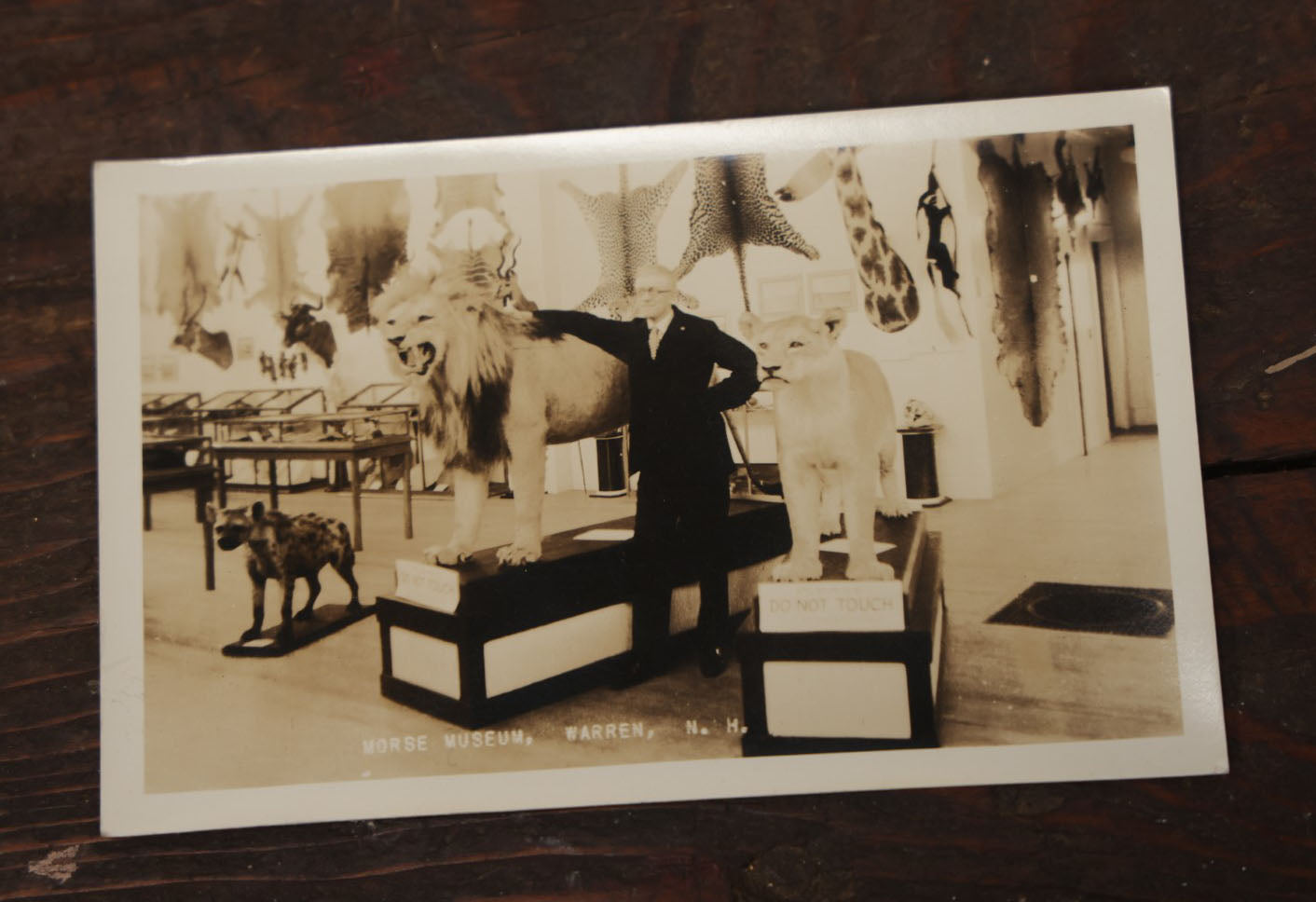 Lot 012 - Grouping Of Seven Vintage Real Photo Postcards R.P.P.C. Of Morse Natural History Museum Taxidermy Collection, Warren, New Hampshire, Circa Early 20Th Century, By Putnam Photo, Antrim, New Hampshire