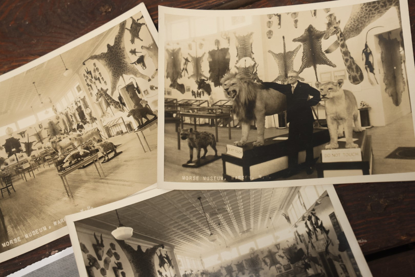 Lot 013 - Grouping Of Three Large Vintage 8" X 6" Photographs Of  Morse Natural History Museum Taxidermy Collection, Warren, New Hampshire, Circa Early 20Th Century, By Putnam Photo, Antrim, New Hampshire