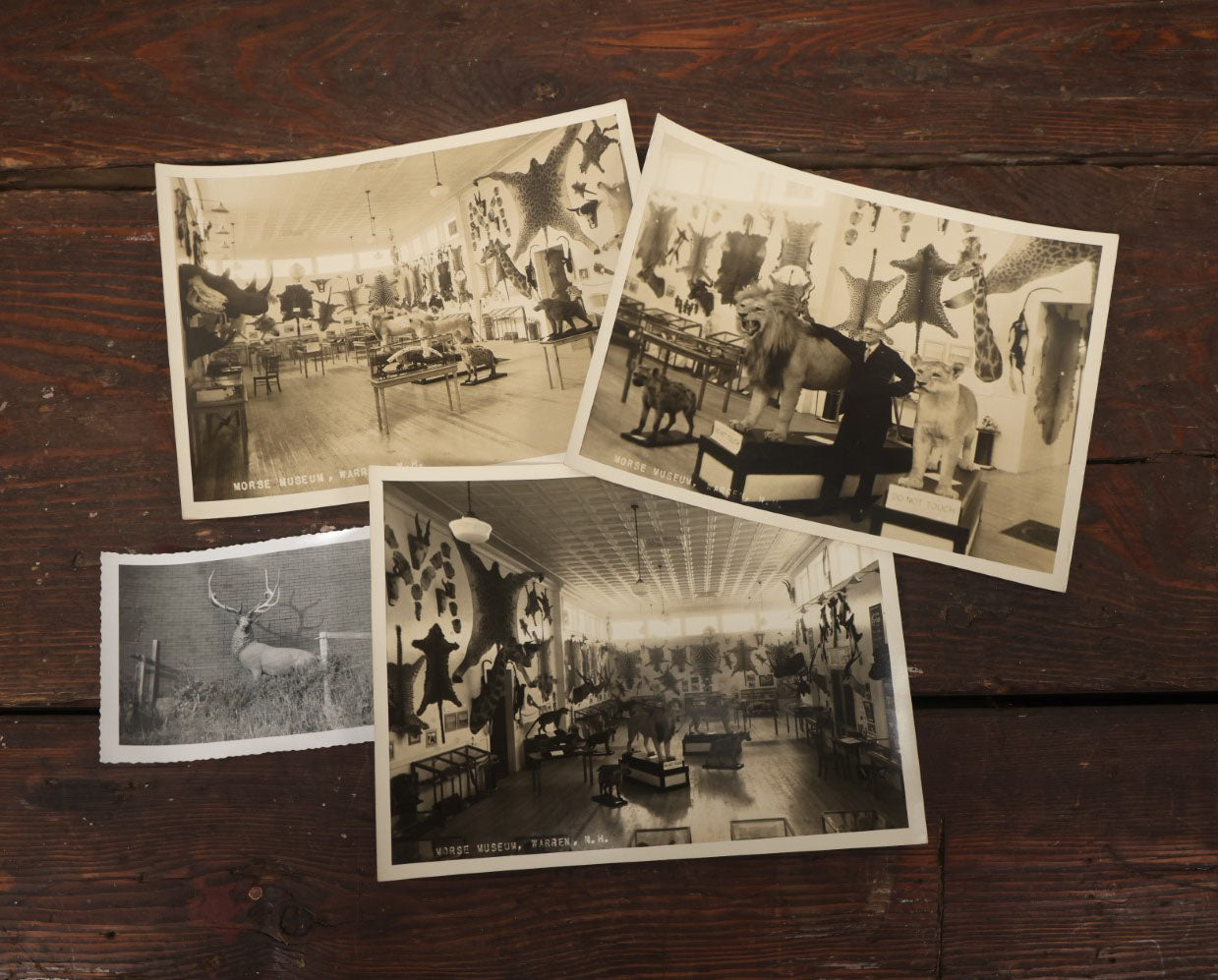 Lot 013 - Grouping Of Three Large Vintage 8" X 6" Photographs Of  Morse Natural History Museum Taxidermy Collection, Warren, New Hampshire, Circa Early 20Th Century, By Putnam Photo, Antrim, New Hampshire