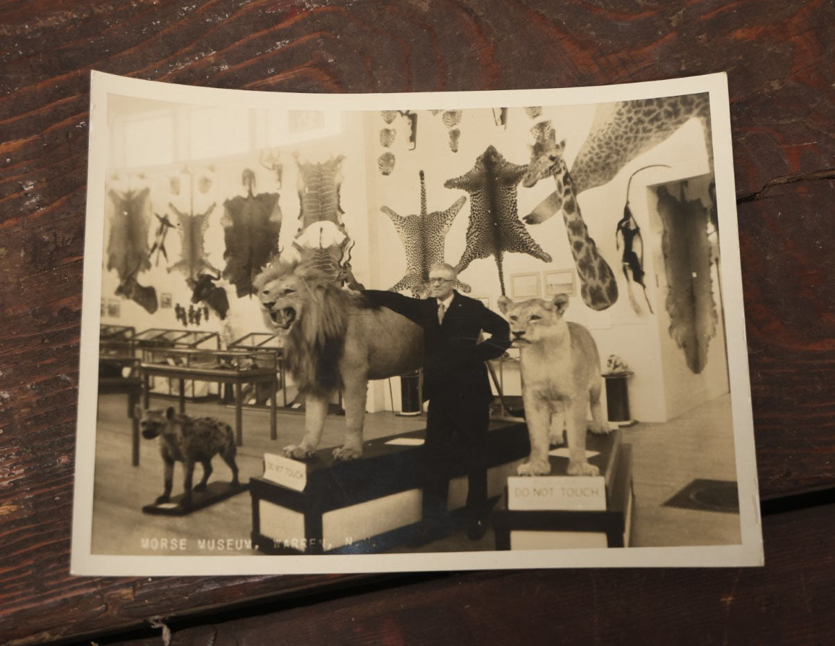 Lot 013 - Grouping Of Three Large Vintage 8" X 6" Photographs Of  Morse Natural History Museum Taxidermy Collection, Warren, New Hampshire, Circa Early 20Th Century, By Putnam Photo, Antrim, New Hampshire