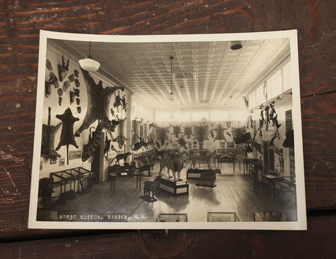 Lot 013 - Grouping Of Three Large Vintage 8" X 6" Photographs Of  Morse Natural History Museum Taxidermy Collection, Warren, New Hampshire, Circa Early 20Th Century, By Putnam Photo, Antrim, New Hampshire