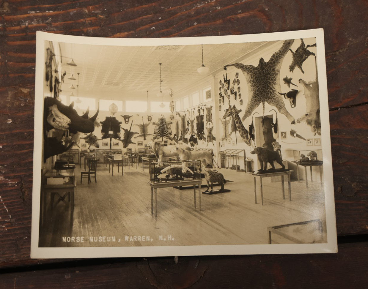 Lot 013 - Grouping Of Three Large Vintage 8" X 6" Photographs Of  Morse Natural History Museum Taxidermy Collection, Warren, New Hampshire, Circa Early 20Th Century, By Putnam Photo, Antrim, New Hampshire
