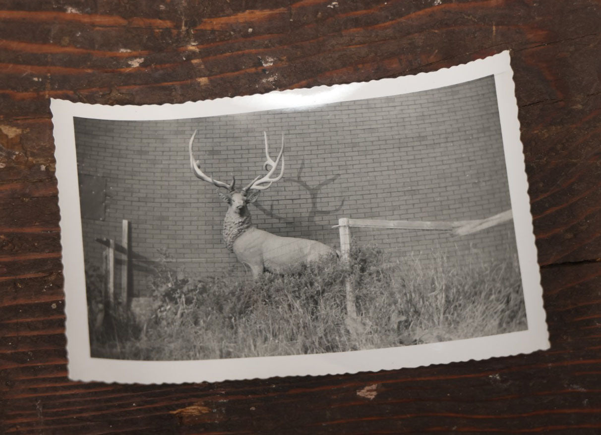 Lot 013 - Grouping Of Three Large Vintage 8" X 6" Photographs Of  Morse Natural History Museum Taxidermy Collection, Warren, New Hampshire, Circa Early 20Th Century, By Putnam Photo, Antrim, New Hampshire