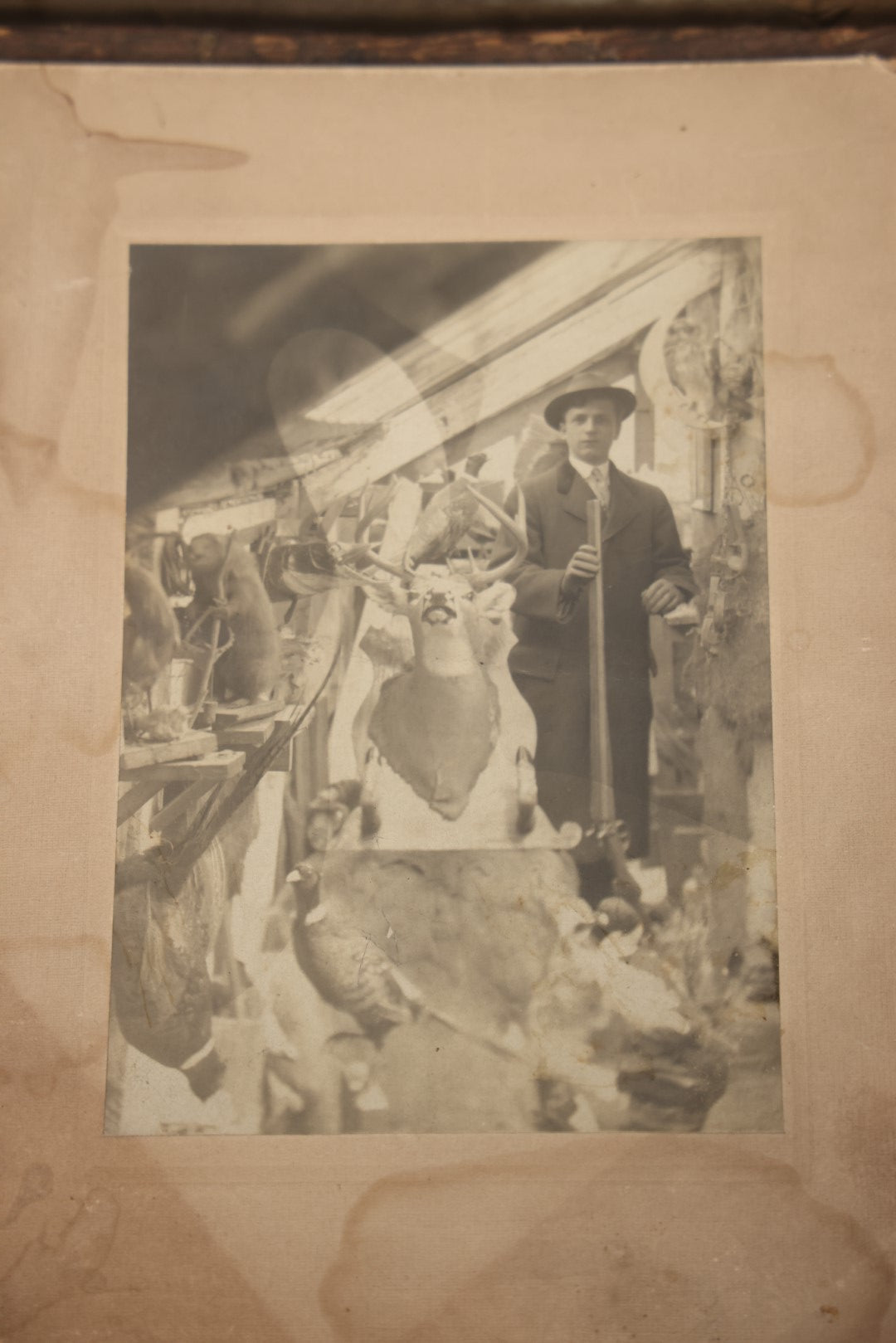 Lot 014 - Antique Boarded Photo Of A Hunter With A Rifle In A Taxidermy Shot, Posing With Buck, Other Mounts Visible Including Beaver, Owl, Etc