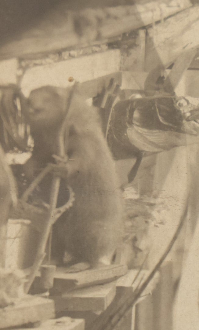 Lot 014 - Antique Boarded Photo Of A Hunter With A Rifle In A Taxidermy Shot, Posing With Buck, Other Mounts Visible Including Beaver, Owl, Etc