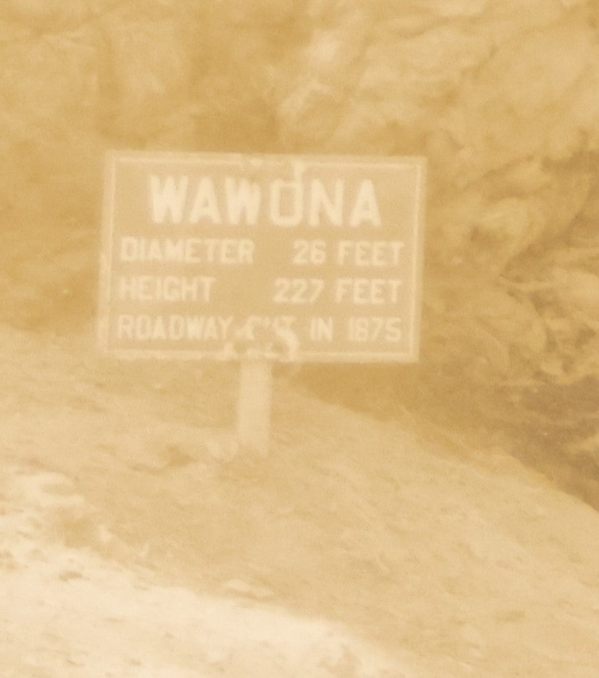 Lot 016 - Antique Photo Of A Group Of Tourists At The Base Of The Wawona Tunnel Tree, Yosemite National Park, California, Early 20Th Century
