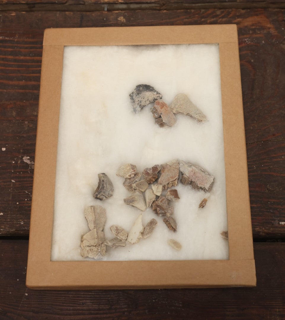 Lot 021 - Vintage Collection Of Fossilized Animal Jaw, Mouth, And Teeth Specimens In Riker Case, Collected From The South Dakota Badlands, Circa 1960S