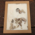 Lot 021 - Vintage Collection Of Fossilized Animal Jaw, Mouth, And Teeth Specimens In Riker Case, Collected From The South Dakota Badlands, Circa 1960s
