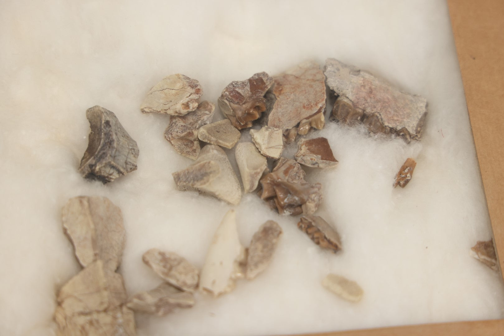 Lot 021 - Vintage Collection Of Fossilized Animal Jaw, Mouth, And Teeth Specimens In Riker Case, Collected From The South Dakota Badlands, Circa 1960S