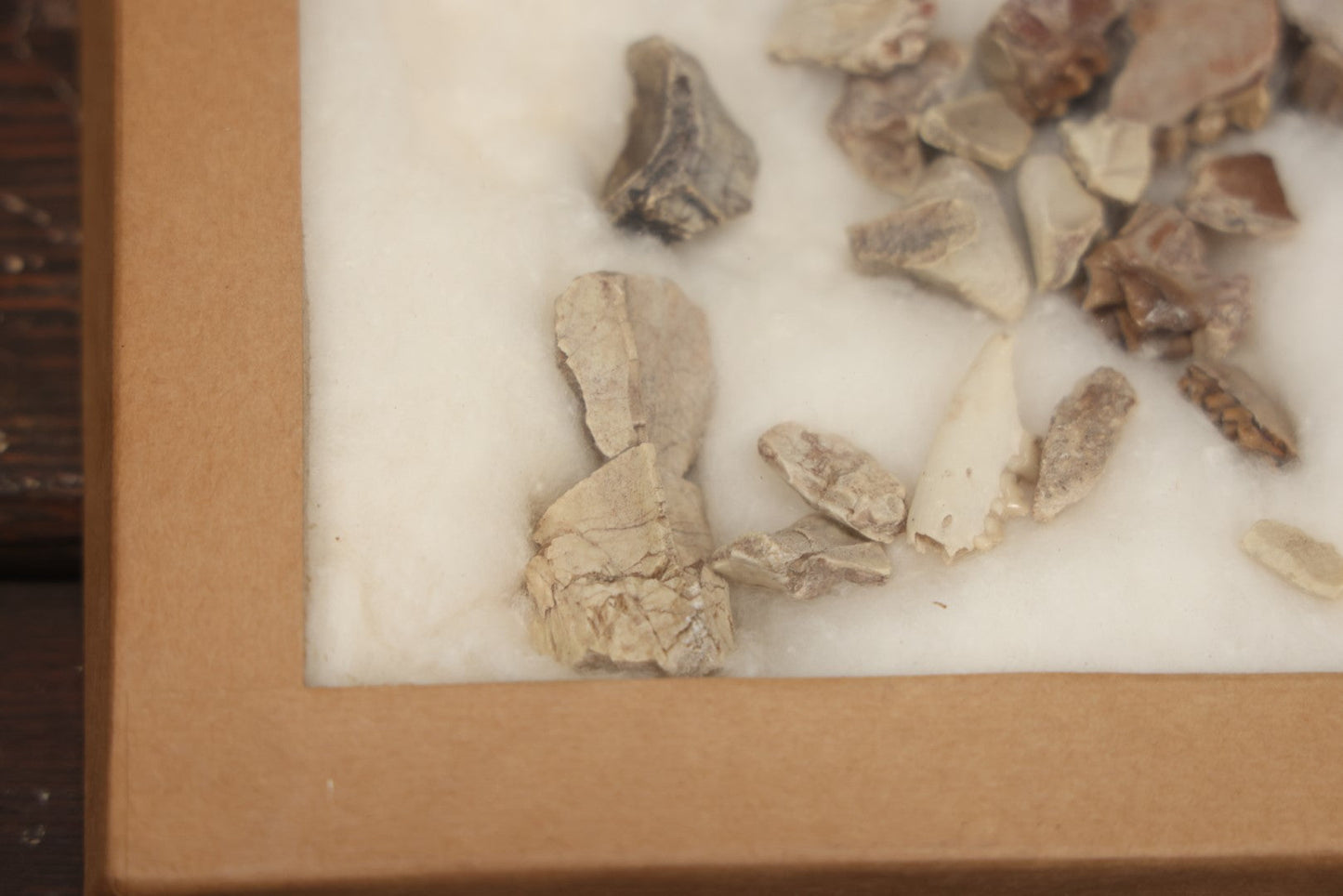 Lot 021 - Vintage Collection Of Fossilized Animal Jaw, Mouth, And Teeth Specimens In Riker Case, Collected From The South Dakota Badlands, Circa 1960S