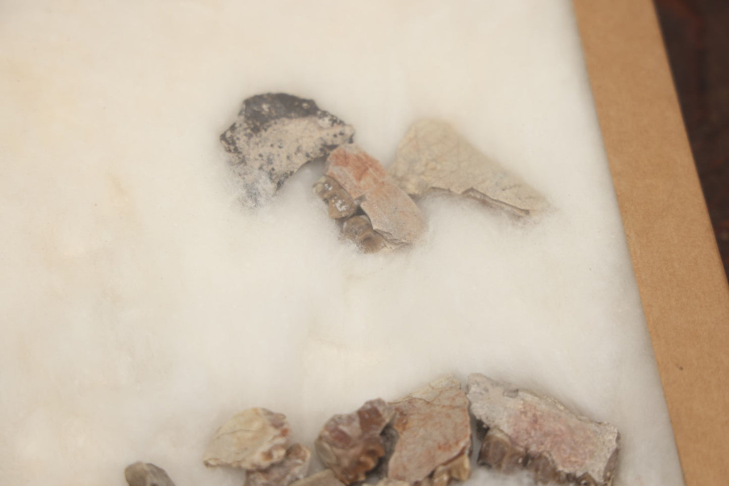 Lot 021 - Vintage Collection Of Fossilized Animal Jaw, Mouth, And Teeth Specimens In Riker Case, Collected From The South Dakota Badlands, Circa 1960S