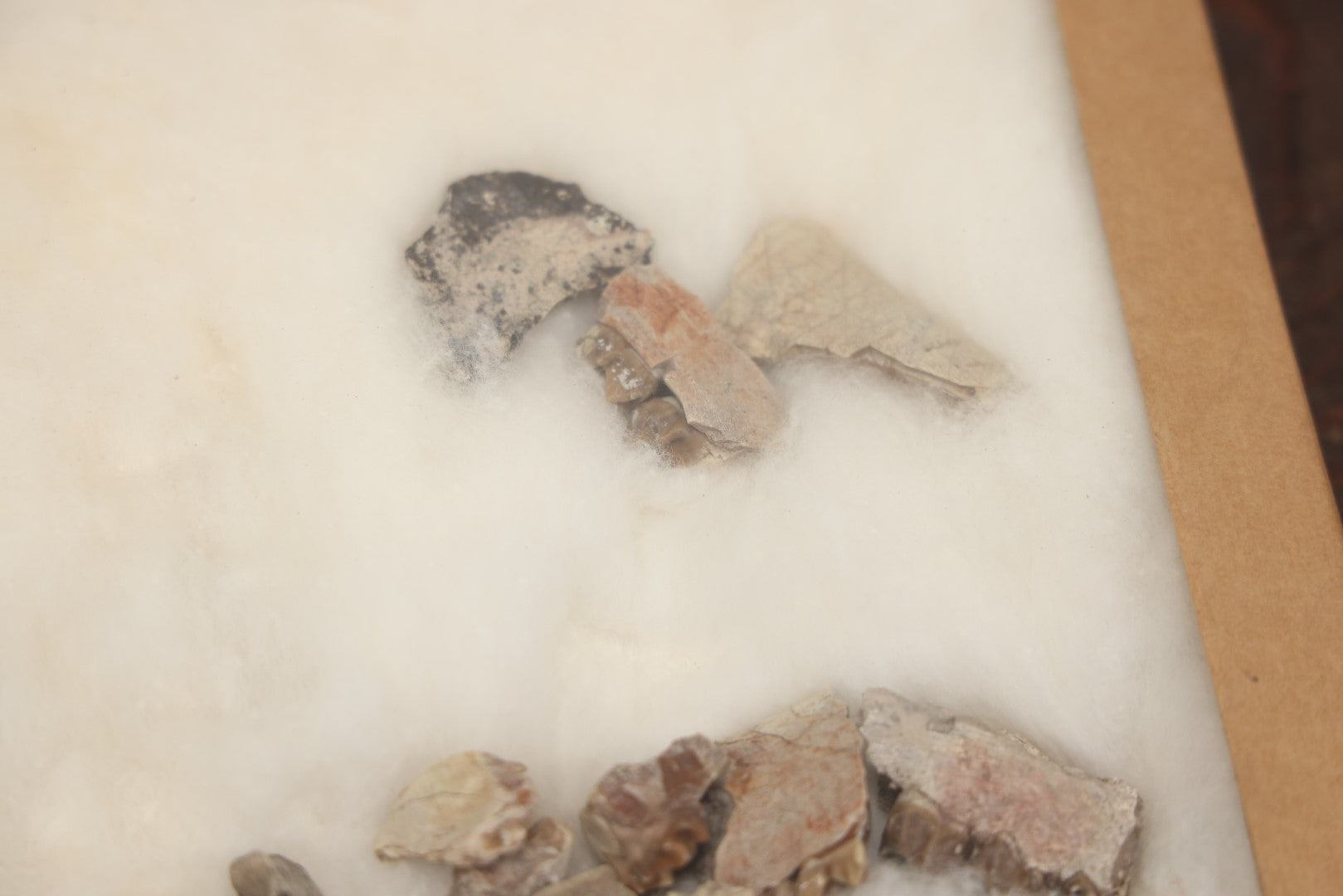 Lot 021 - Vintage Collection Of Fossilized Animal Jaw, Mouth, And Teeth Specimens In Riker Case, Collected From The South Dakota Badlands, Circa 1960S