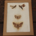 Lot 022 - Vintage Collection Of Dragonfly And Moth Specimens In Riker Case, Collected In New York, Circa 1964, Labels On Back