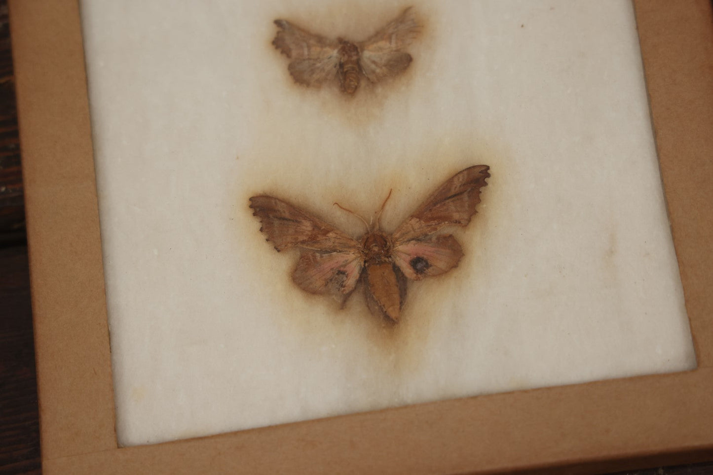 Lot 022 - Vintage Collection Of Dragonfly And Moth Specimens In Riker Case, Collected In New York, Circa 1964, Labels On Back