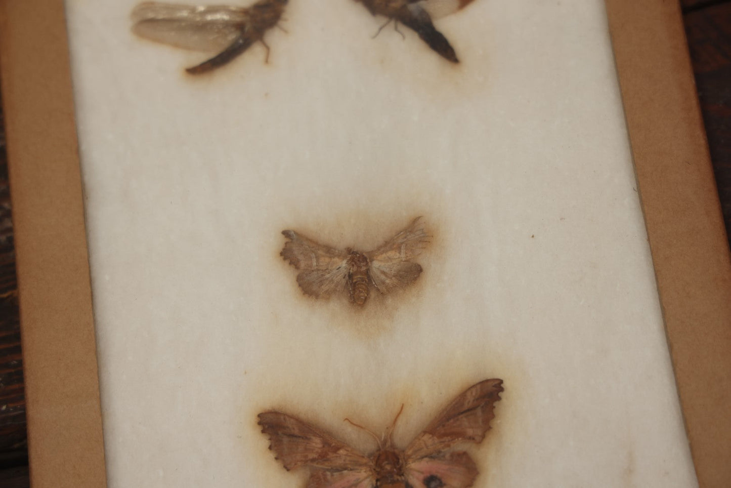 Lot 022 - Vintage Collection Of Dragonfly And Moth Specimens In Riker Case, Collected In New York, Circa 1964, Labels On Back