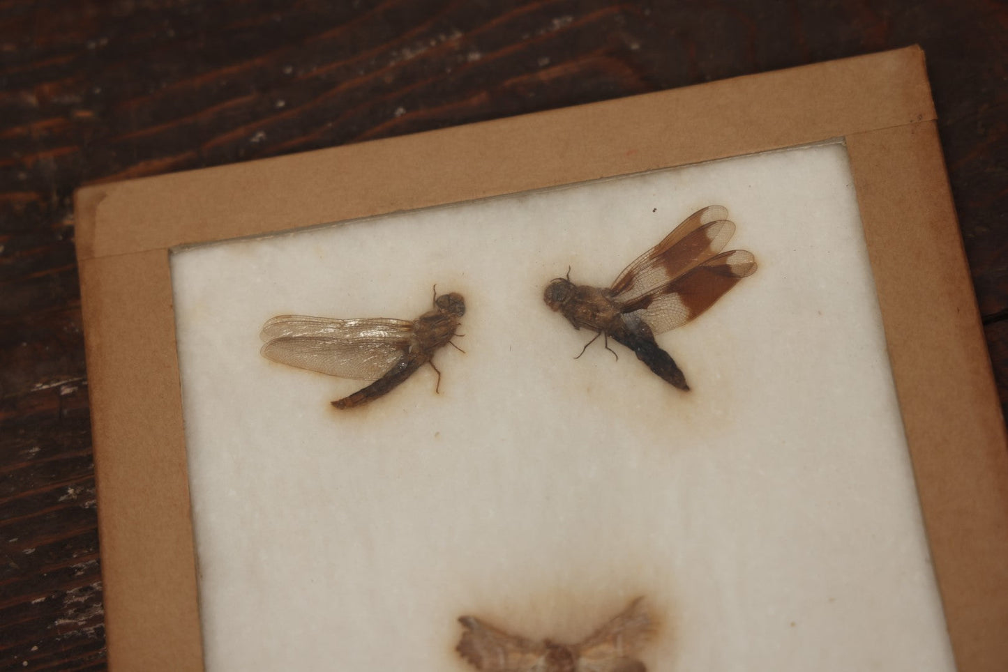 Lot 022 - Vintage Collection Of Dragonfly And Moth Specimens In Riker Case, Collected In New York, Circa 1964, Labels On Back