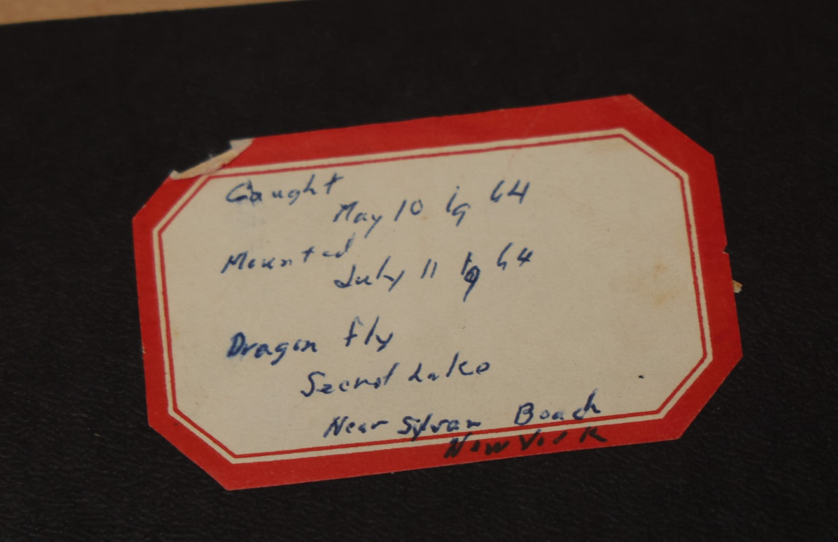 Lot 022 - Vintage Collection Of Dragonfly And Moth Specimens In Riker Case, Collected In New York, Circa 1964, Labels On Back