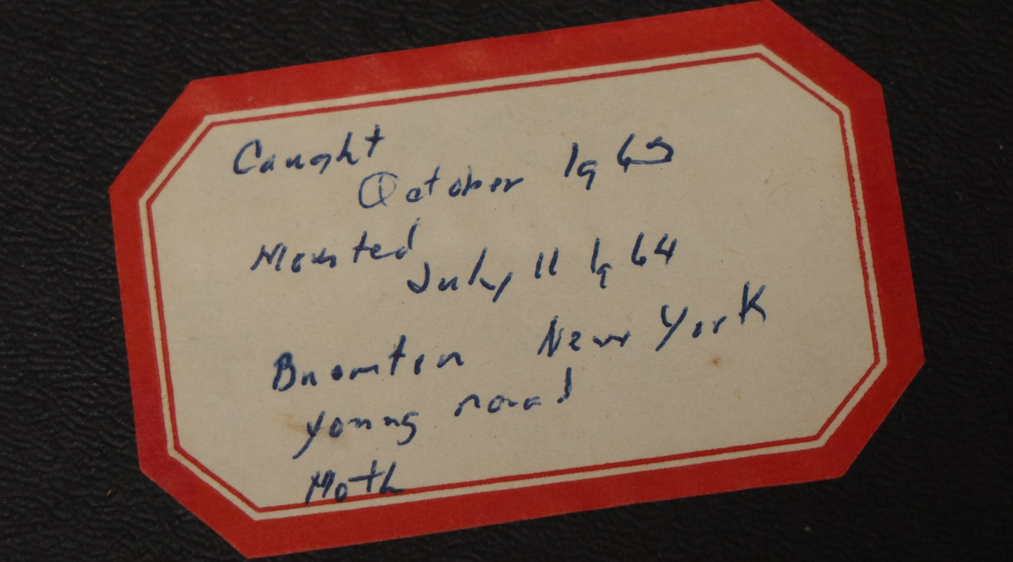 Lot 022 - Vintage Collection Of Dragonfly And Moth Specimens In Riker Case, Collected In New York, Circa 1964, Labels On Back