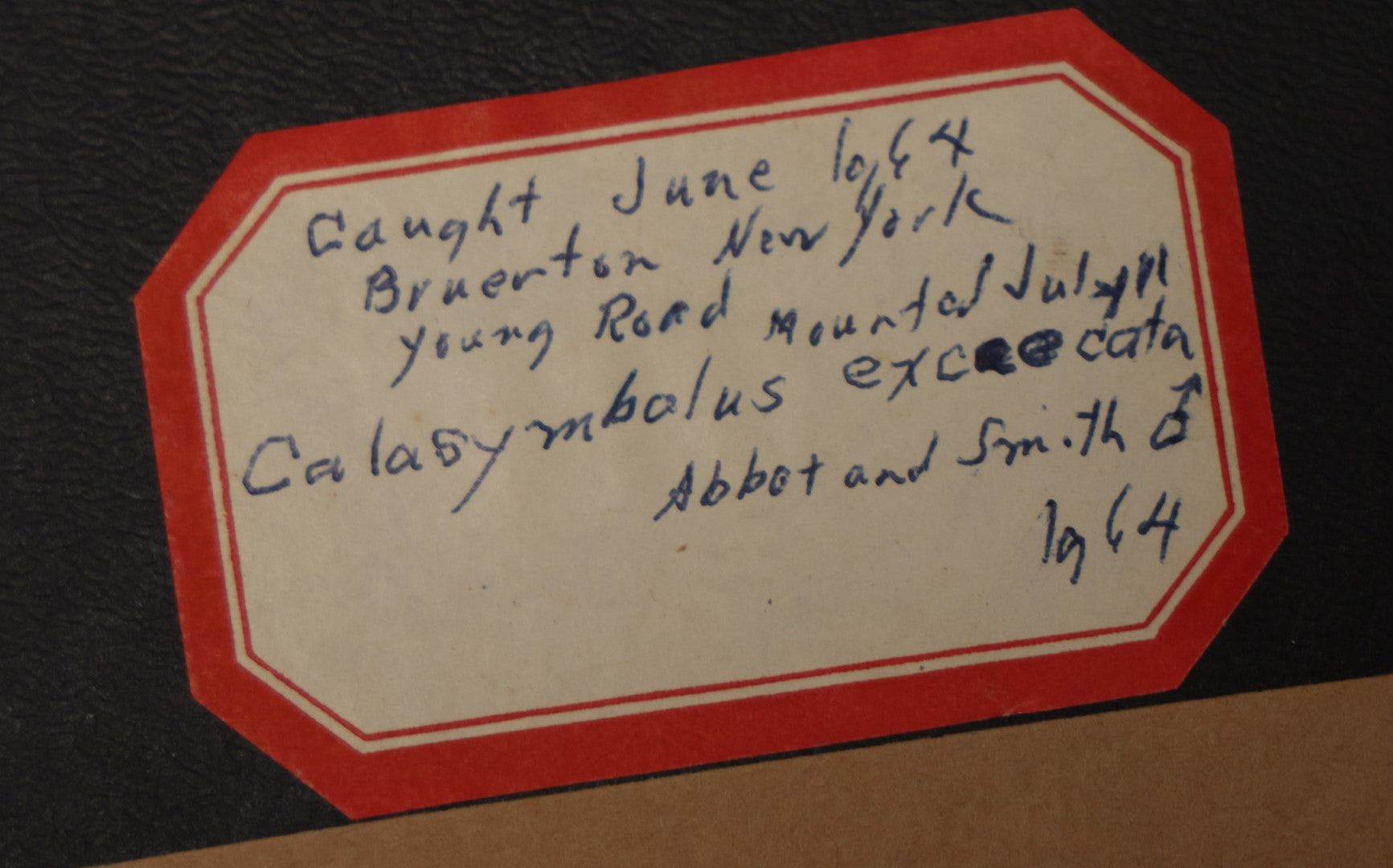 Lot 022 - Vintage Collection Of Dragonfly And Moth Specimens In Riker Case, Collected In New York, Circa 1964, Labels On Back