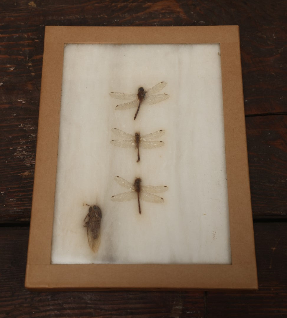 Lot 023 - Vintage Collection Of Dragonfly And Insect Specimens In Riker Case, Collected In Brewerton, New York, 1970
