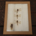 Lot 023 - Vintage Collection Of Dragonfly And Insect Specimens In Riker Case, Collected In Brewerton, New York, 1970