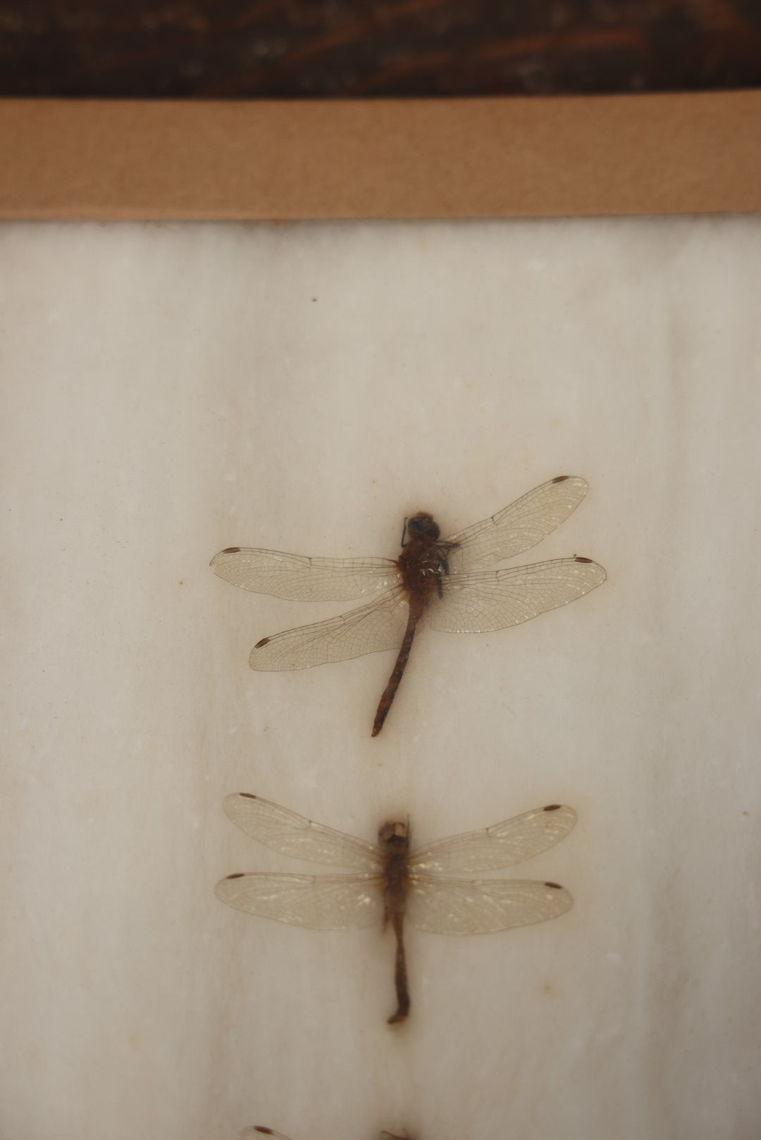 Lot 023 - Vintage Collection Of Dragonfly And Insect Specimens In Riker Case, Collected In Brewerton, New York, 1970