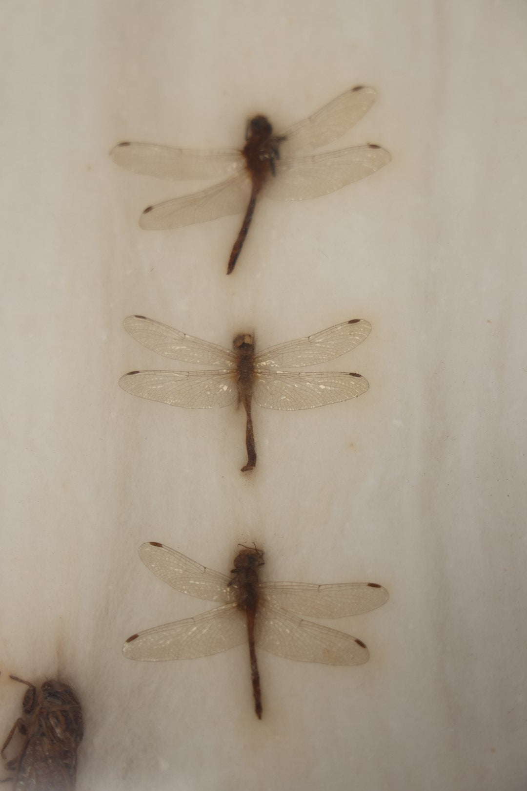 Lot 023 - Vintage Collection Of Dragonfly And Insect Specimens In Riker Case, Collected In Brewerton, New York, 1970