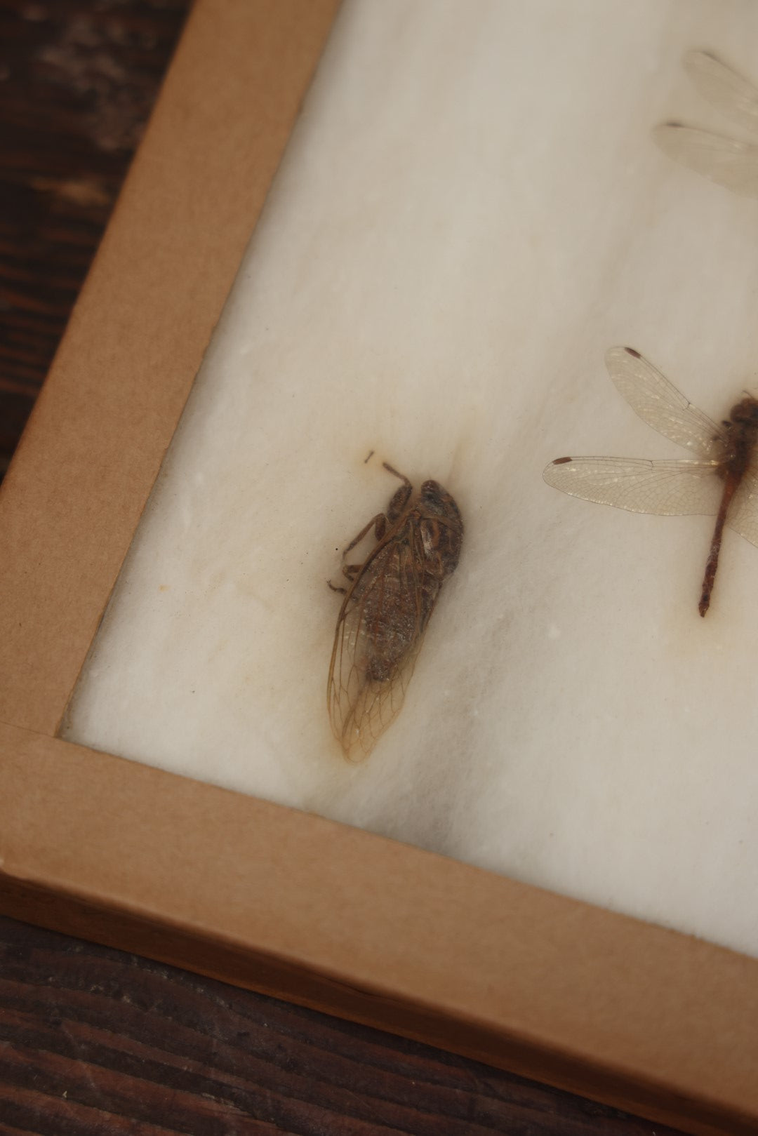Lot 023 - Vintage Collection Of Dragonfly And Insect Specimens In Riker Case, Collected In Brewerton, New York, 1970