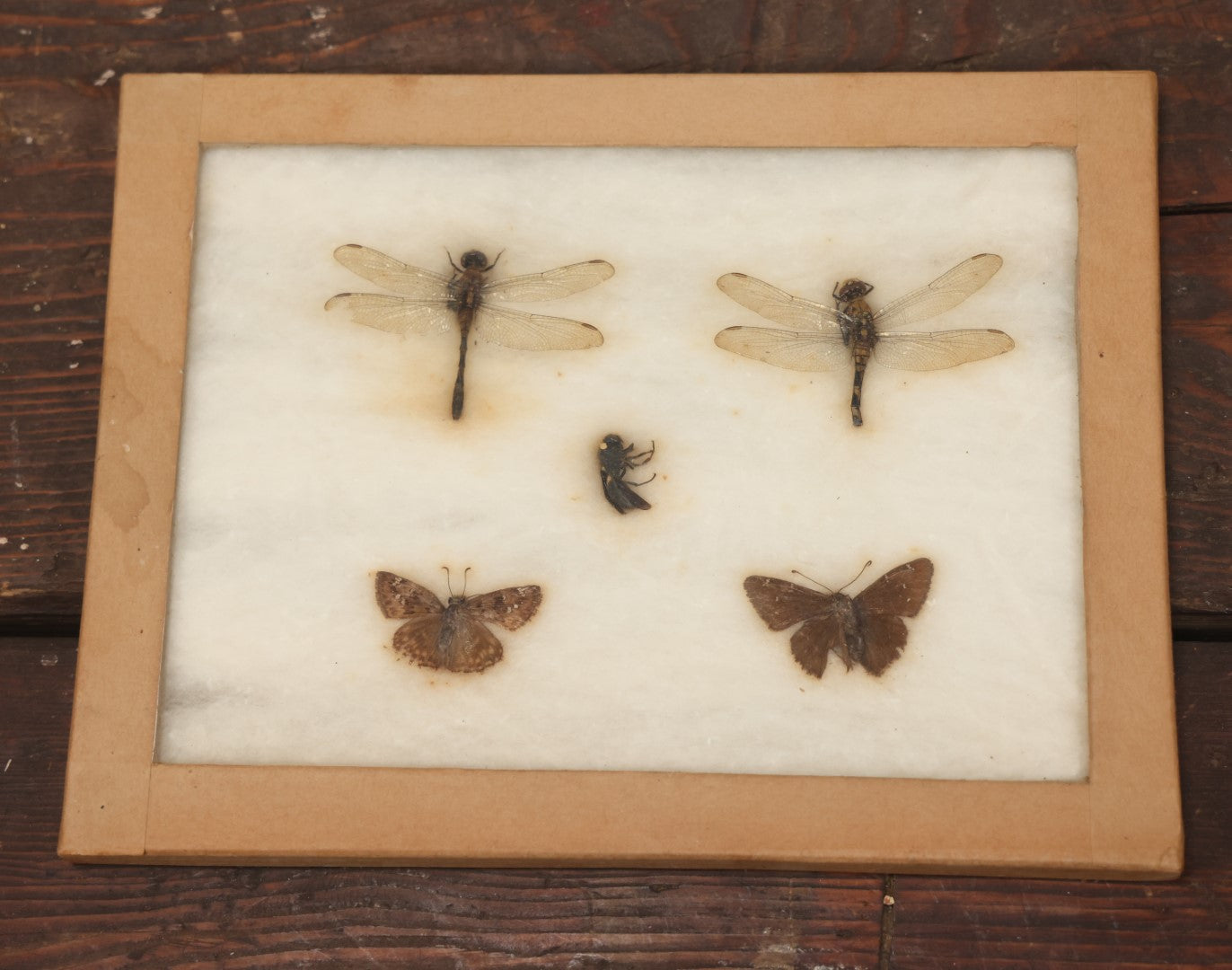 Lot 024 - Vintage Collection Of Dragonfly, Moth, And Insect Specimens In Riker Case, Collected In Okefenokee Swamp, Georgia, 1963, By Ronald F. Sauer