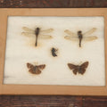 Lot 024 - Vintage Collection Of Dragonfly, Moth, And Insect Specimens In Riker Case, Collected In Okefenokee Swamp, Georgia, 1963, By Ronald F. Sauer