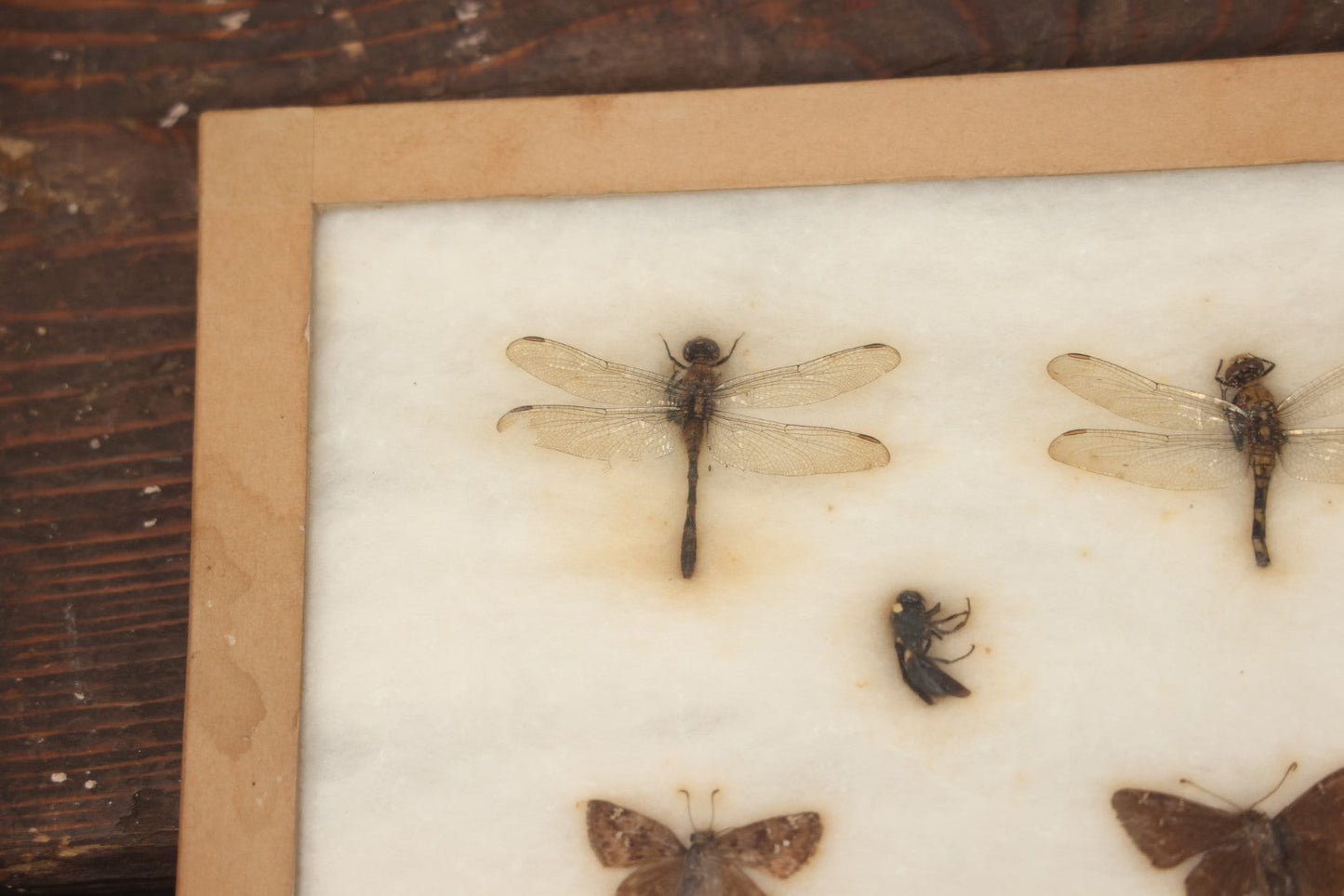 Lot 024 - Vintage Collection Of Dragonfly, Moth, And Insect Specimens In Riker Case, Collected In Okefenokee Swamp, Georgia, 1963, By Ronald F. Sauer