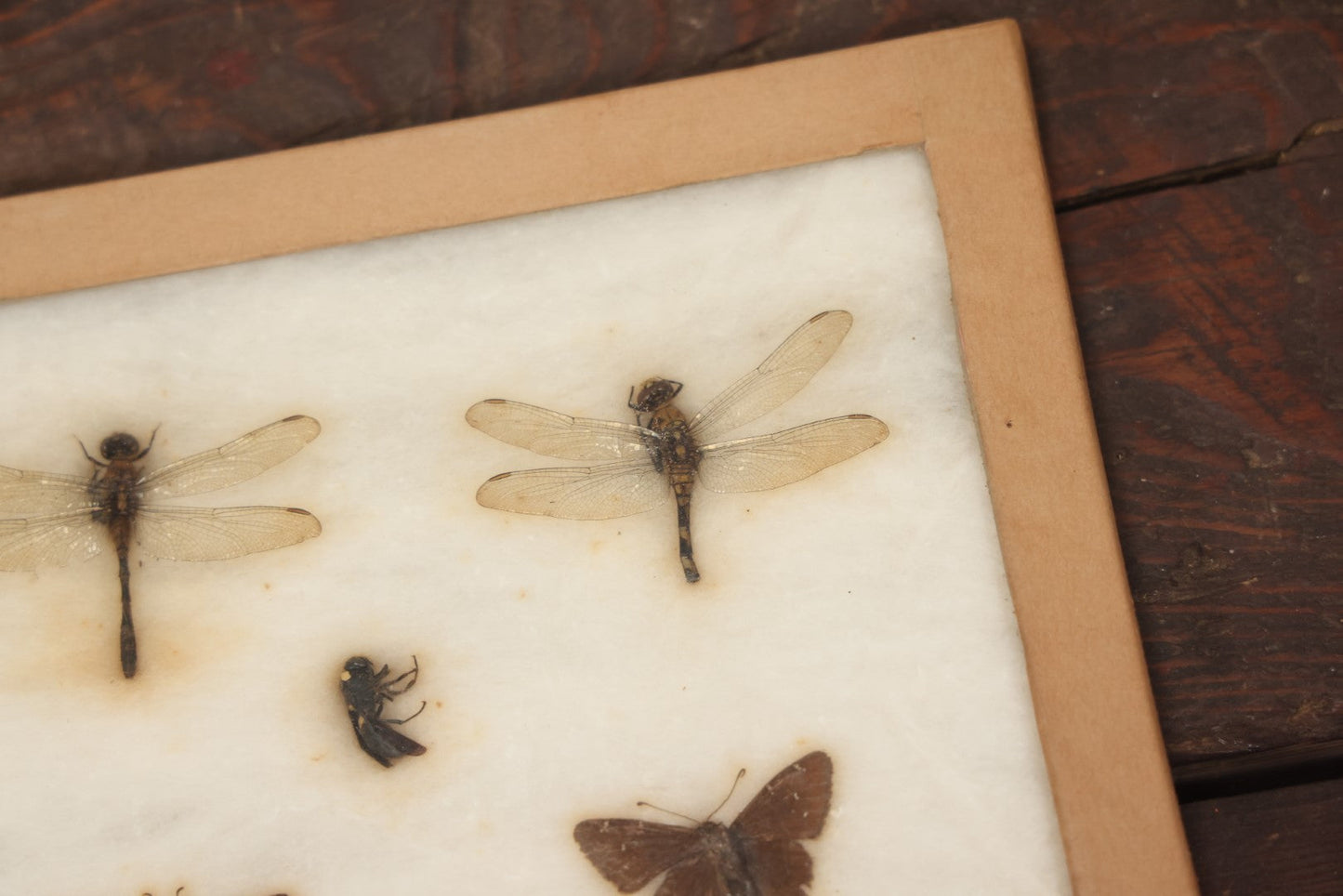 Lot 024 - Vintage Collection Of Dragonfly, Moth, And Insect Specimens In Riker Case, Collected In Okefenokee Swamp, Georgia, 1963, By Ronald F. Sauer