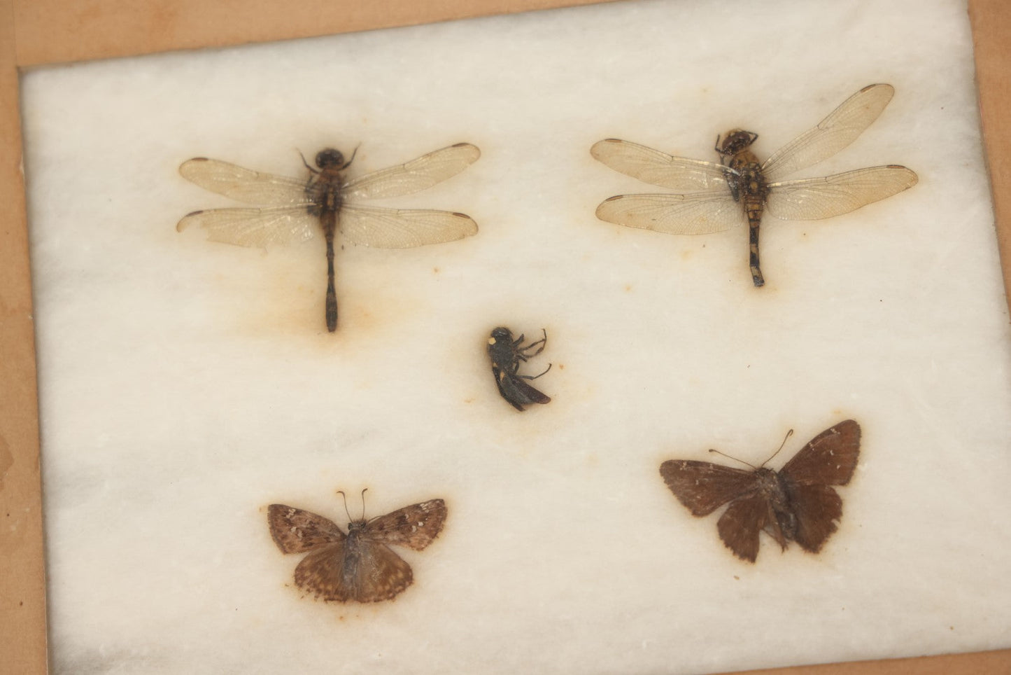 Lot 024 - Vintage Collection Of Dragonfly, Moth, And Insect Specimens In Riker Case, Collected In Okefenokee Swamp, Georgia, 1963, By Ronald F. Sauer