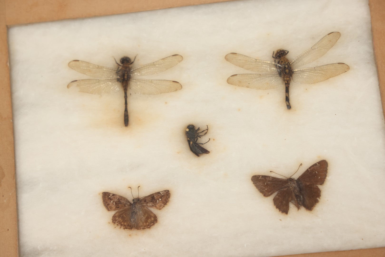 Lot 024 - Vintage Collection Of Dragonfly, Moth, And Insect Specimens In Riker Case, Collected In Okefenokee Swamp, Georgia, 1963, By Ronald F. Sauer