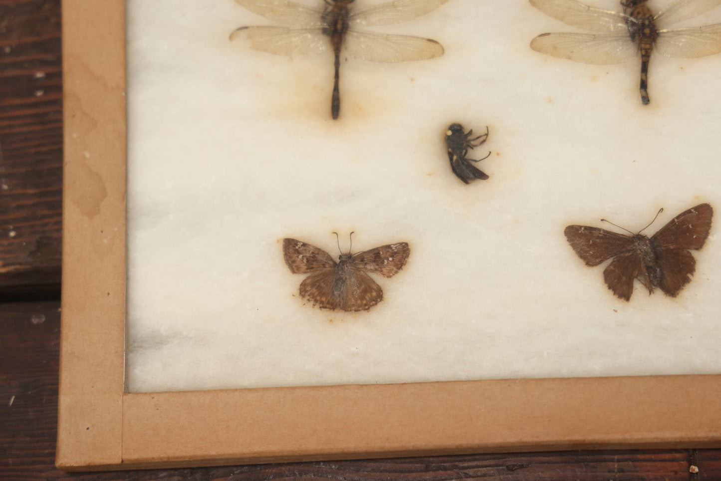 Lot 024 - Vintage Collection Of Dragonfly, Moth, And Insect Specimens In Riker Case, Collected In Okefenokee Swamp, Georgia, 1963, By Ronald F. Sauer