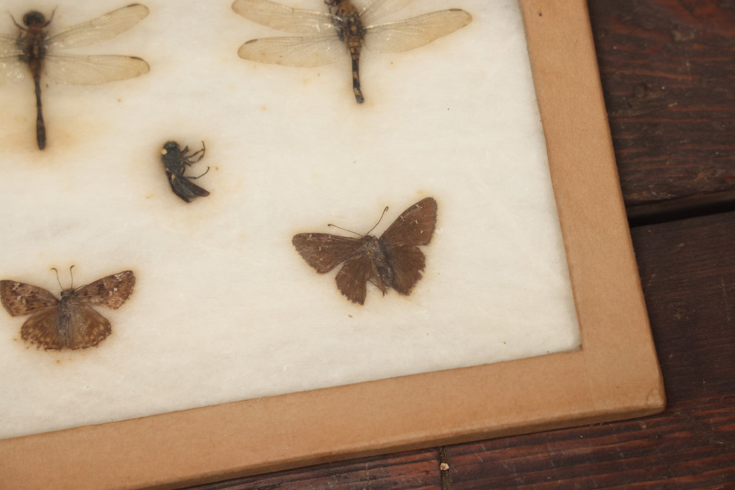 Lot 024 - Vintage Collection Of Dragonfly, Moth, And Insect Specimens In Riker Case, Collected In Okefenokee Swamp, Georgia, 1963, By Ronald F. Sauer