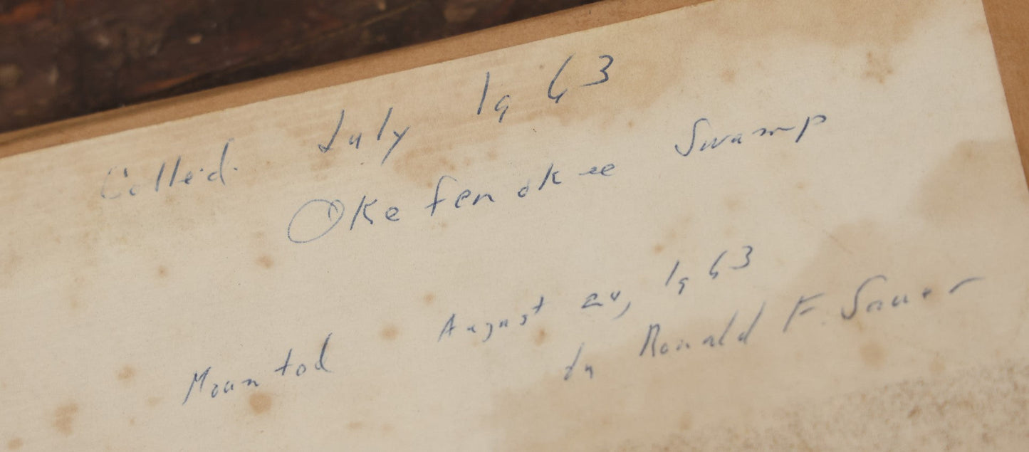 Lot 024 - Vintage Collection Of Dragonfly, Moth, And Insect Specimens In Riker Case, Collected In Okefenokee Swamp, Georgia, 1963, By Ronald F. Sauer