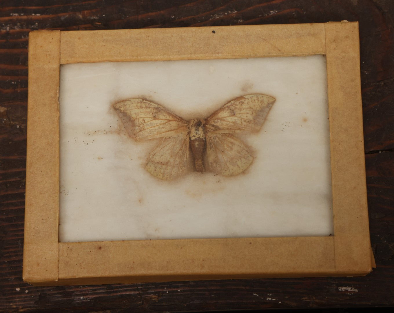 Lot 025 - Single White Moth Specimen In Riker Case, Collected Circa 1960S, Note On Back Faded