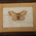 Lot 025 - Single White Moth Specimen In Riker Case, Collected Circa 1960s, Note On Back Faded
