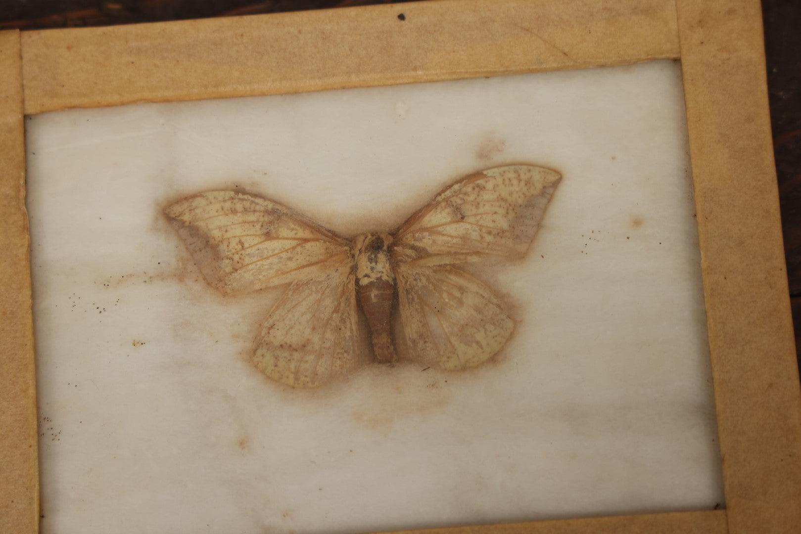 Lot 025 - Single White Moth Specimen In Riker Case, Collected Circa 1960S, Note On Back Faded