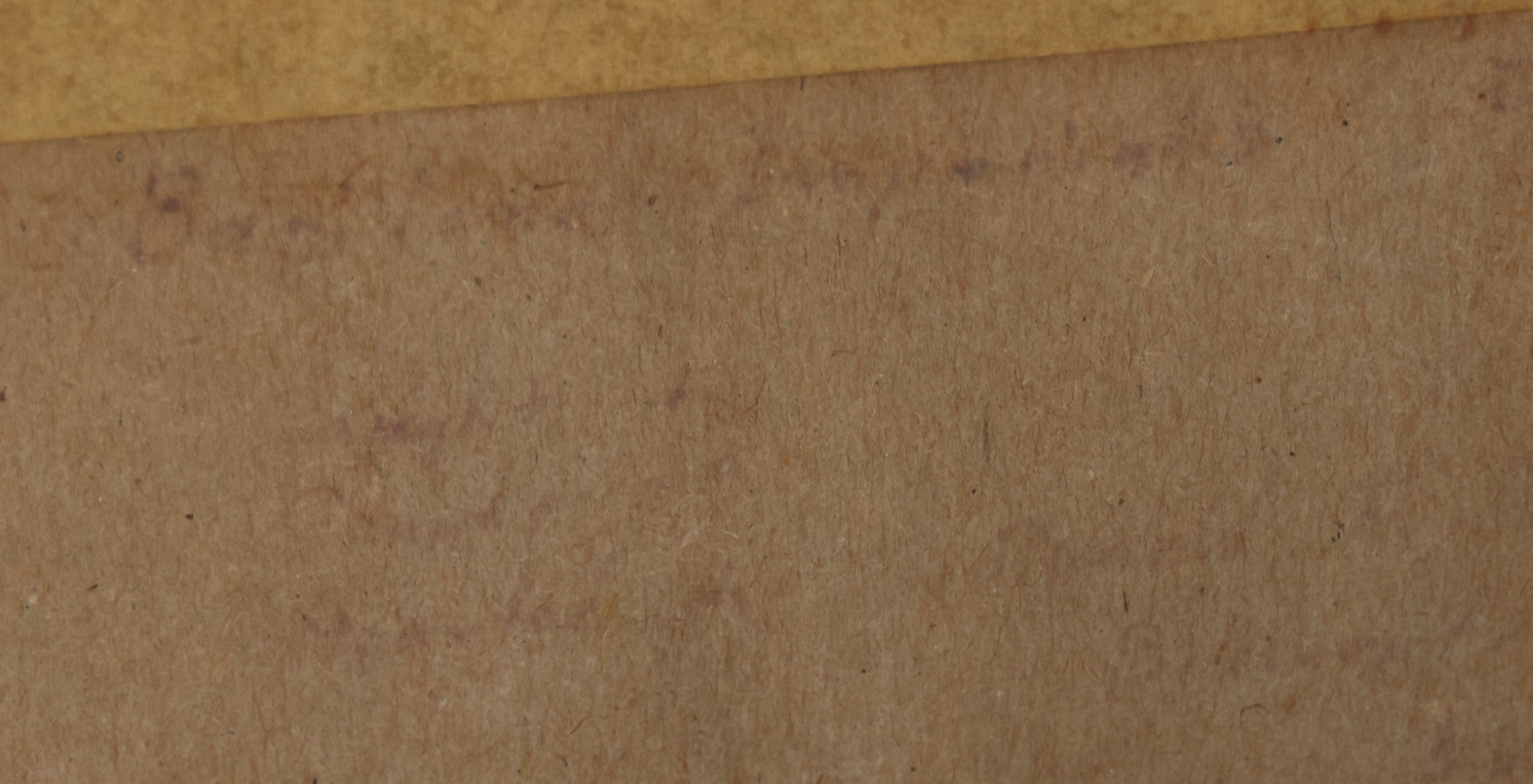 Lot 025 - Single White Moth Specimen In Riker Case, Collected Circa 1960S, Note On Back Faded