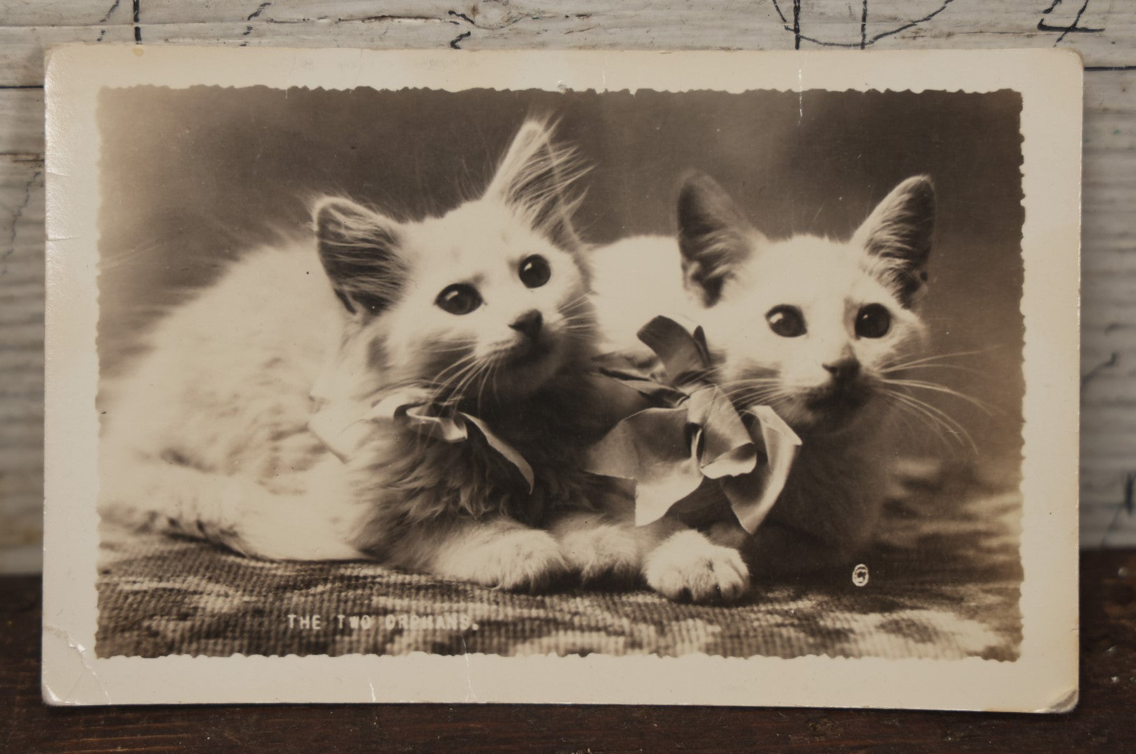 Lot 078 - Antique Real Photo Postcard R.P.P.C. Of Two White Kittens, Titled "The Two Orphans," By Putnam Photo, Antrim, New Hampshire, Undivided Back