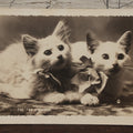 Lot 078 - Antique Real Photo Postcard R.P.P.C. Of Two White Kittens, Titled "The Two Orphans," By Putnam Photo, Antrim, New Hampshire, Undivided Back