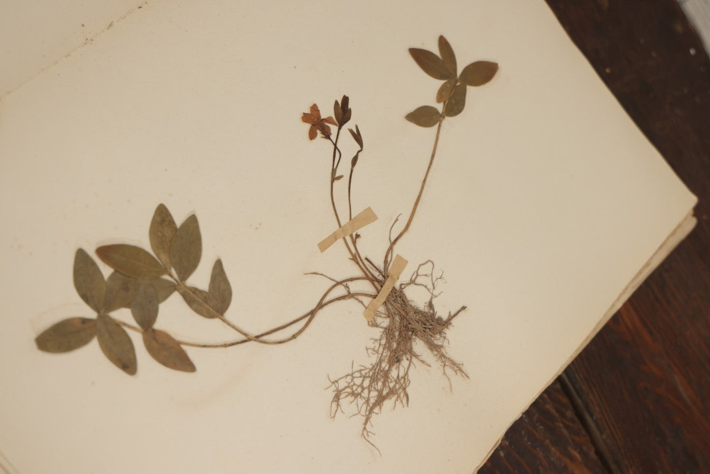 Lot 012 - Antique Herbarium And Plant Analysis Handwritten Book With Real Botanical Samples, Prepared By Ivanhoe McCollum, Alderson Broaddus University, Philippi, West Virginia, 1916, Almost Completely Full