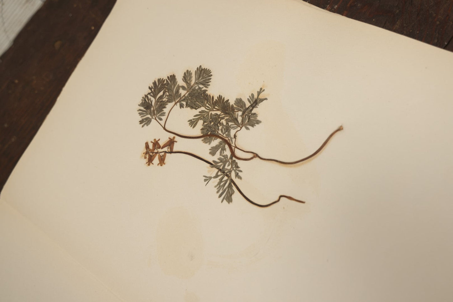 Lot 012 - Antique Herbarium And Plant Analysis Handwritten Book With Real Botanical Samples, Prepared By Ivanhoe McCollum, Alderson Broaddus University, Philippi, West Virginia, 1916, Almost Completely Full