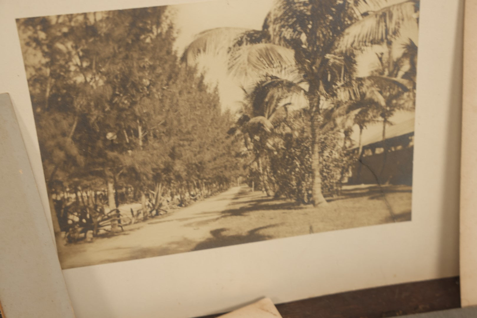 Lot 141 - Grouping Of 12 Antique Boarded Photos Of People, Houses, Trees And More, Including West Palm Beach Florida