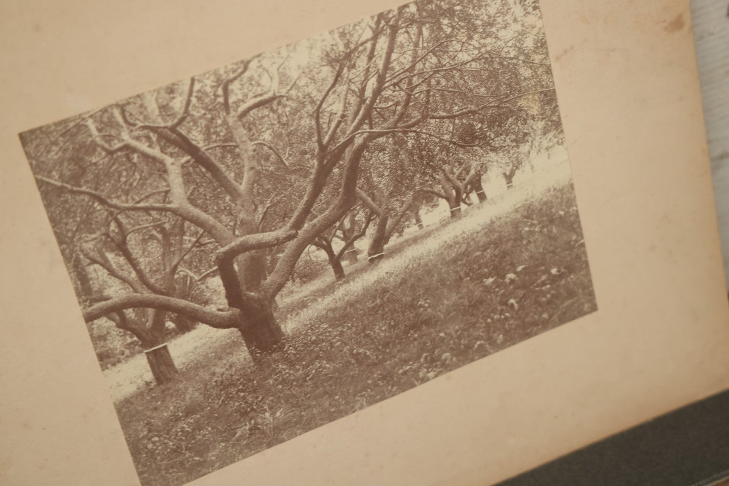 Lot 141 - Grouping Of 12 Antique Boarded Photos Of People, Houses, Trees And More, Including West Palm Beach Florida