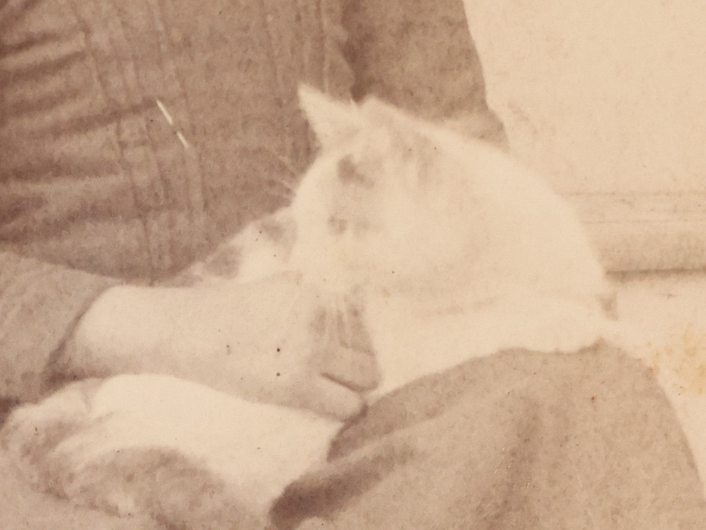 Lot 015 - Antique Cabinet Card Photo Of A Young Girl With A Cat Curled Up On Her Lap, Sitting Outside On Stoop