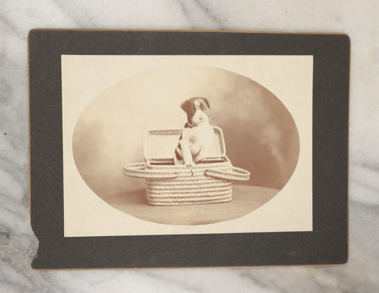 Lot 019 - Antique Boarded Photo Of A Small Black And White Puppy In A Picnic Basket