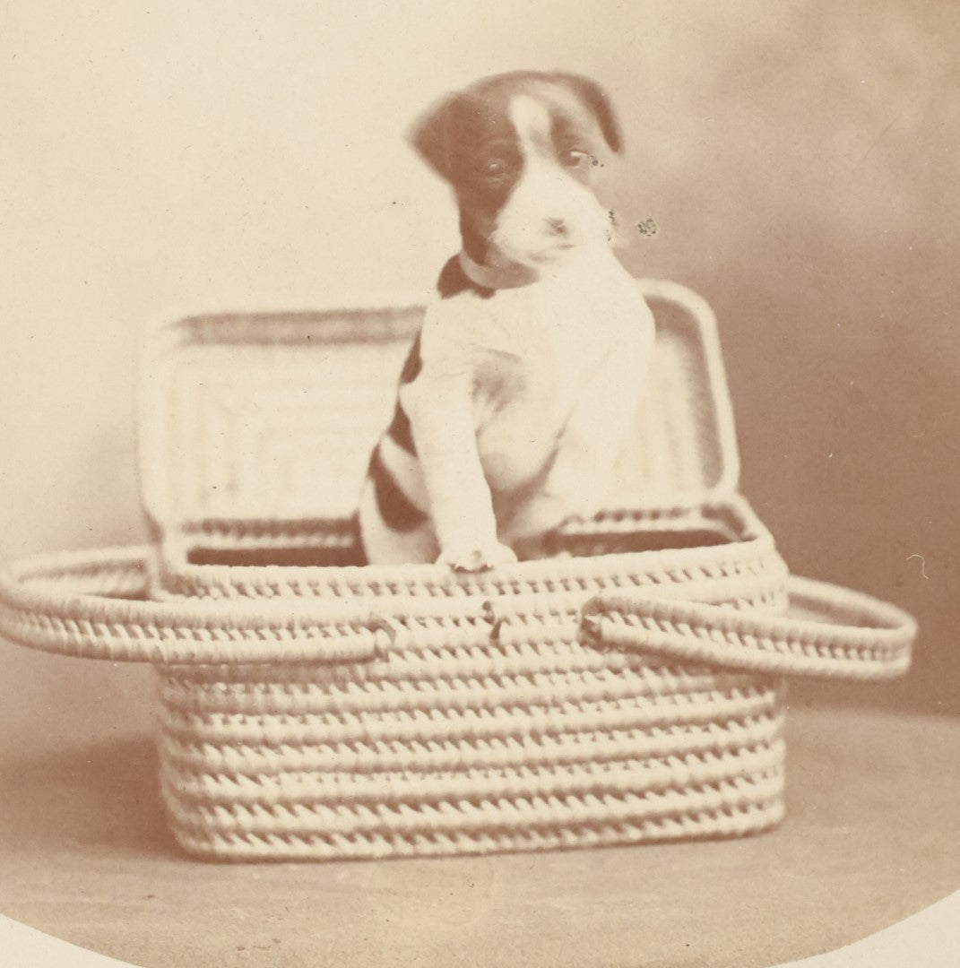 Lot 019 - Antique Boarded Photo Of A Small Black And White Puppy In A Picnic Basket